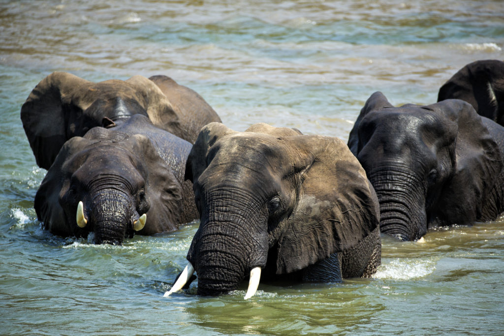 african elephants wading through water