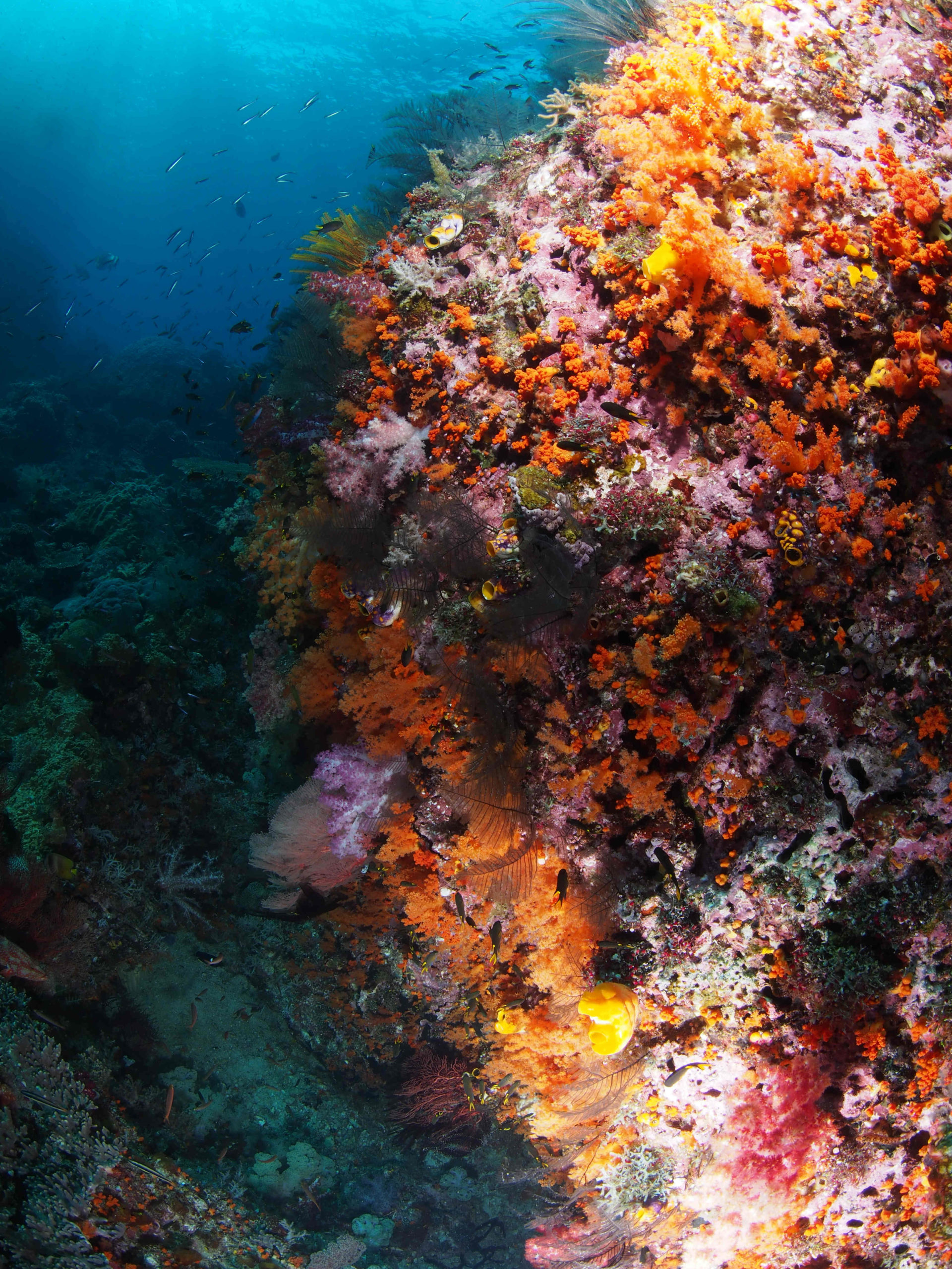 raja ampat coral reef