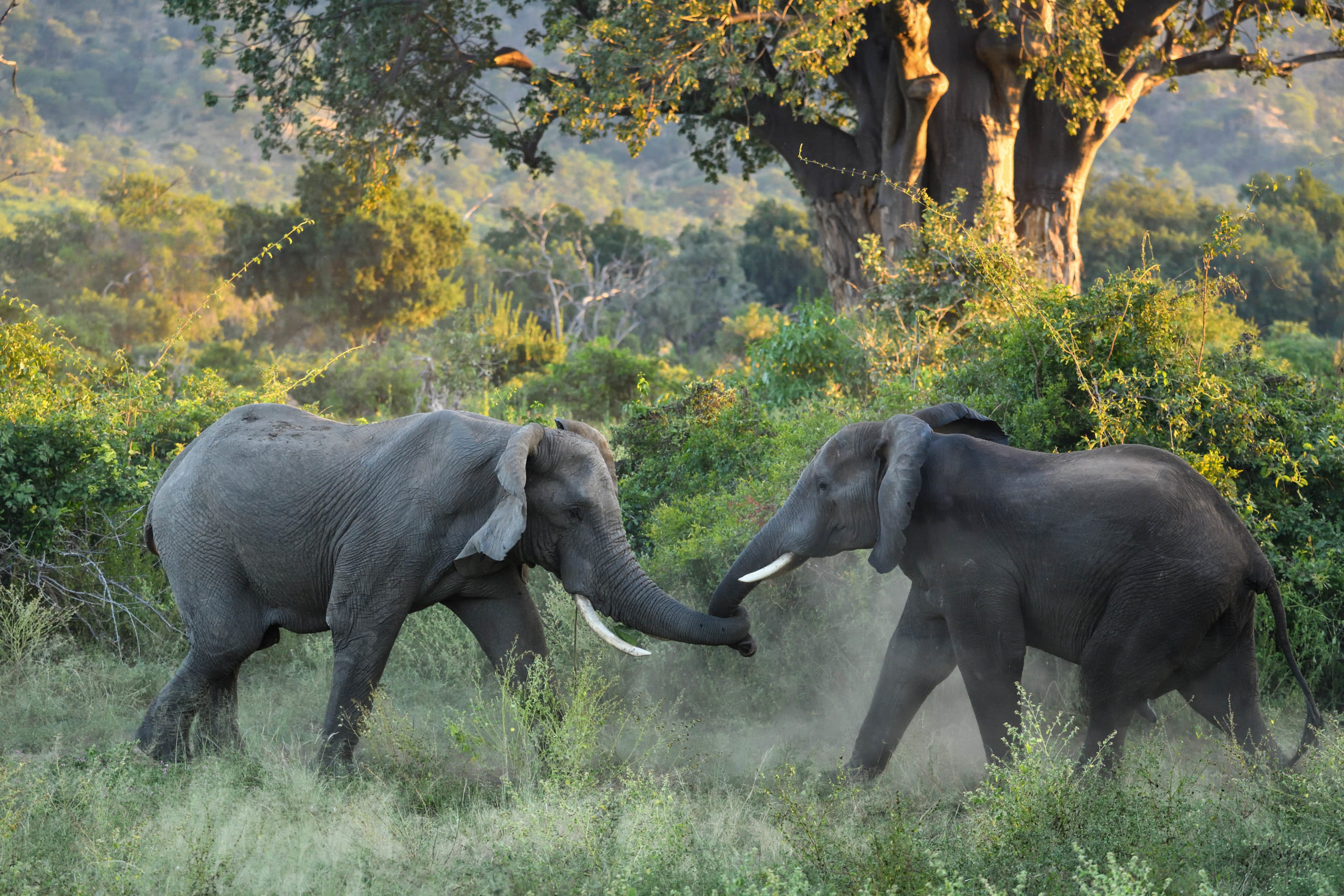 african elephants playing in dust