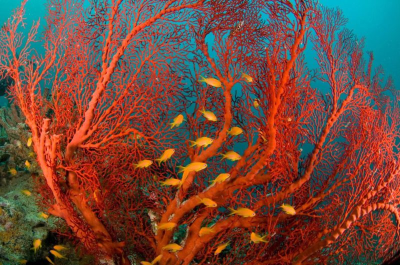 red coral reefscape orange fish
