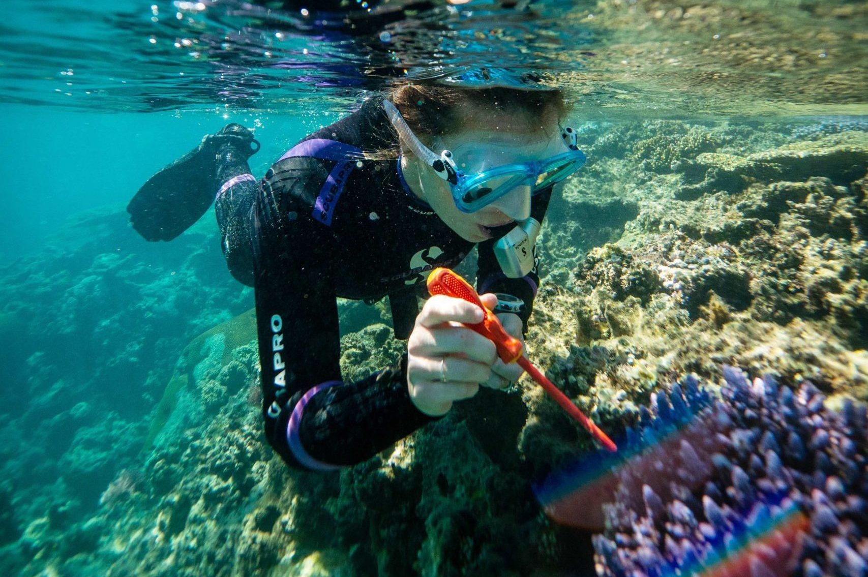 coral gardens marine research