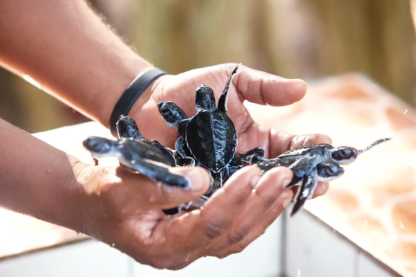 sea turtle hatchlings conservation