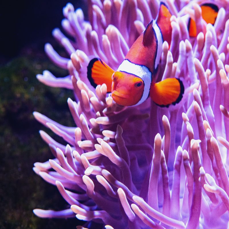 pink coral clown fish adaptive reefscape