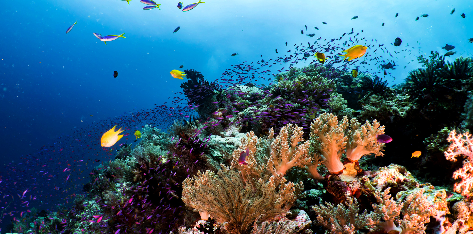 underwater colourful coral fish shoals