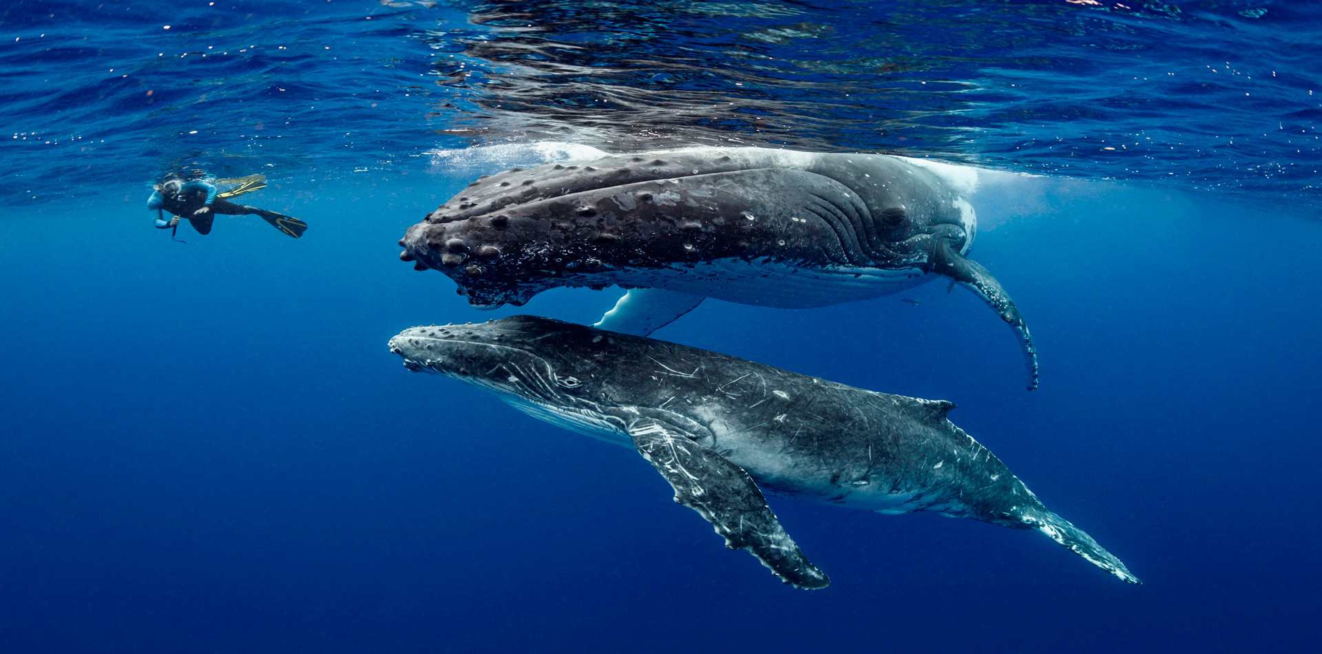 humpback whales snorkelling underwater