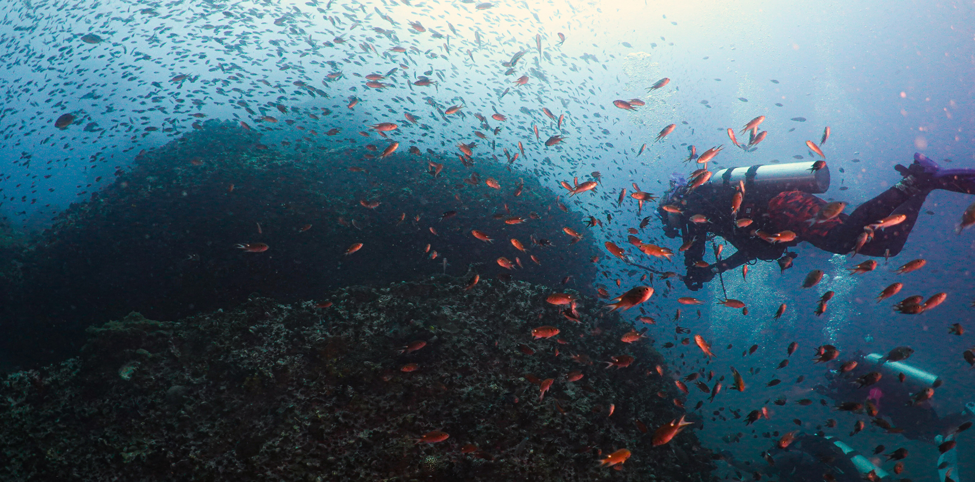 scuba diver marine research fish