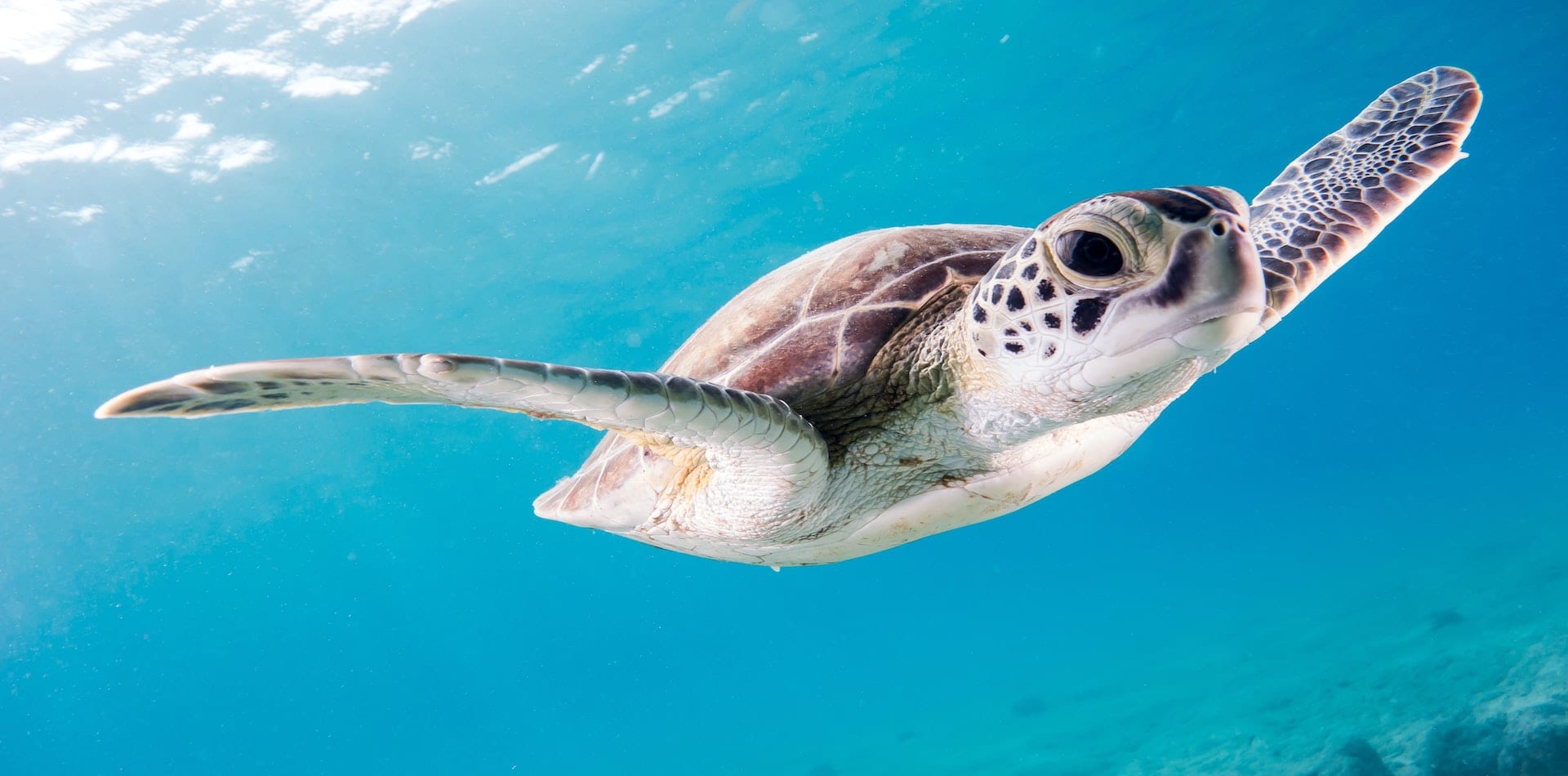 sea turtle swimming underwater pelorus foundation