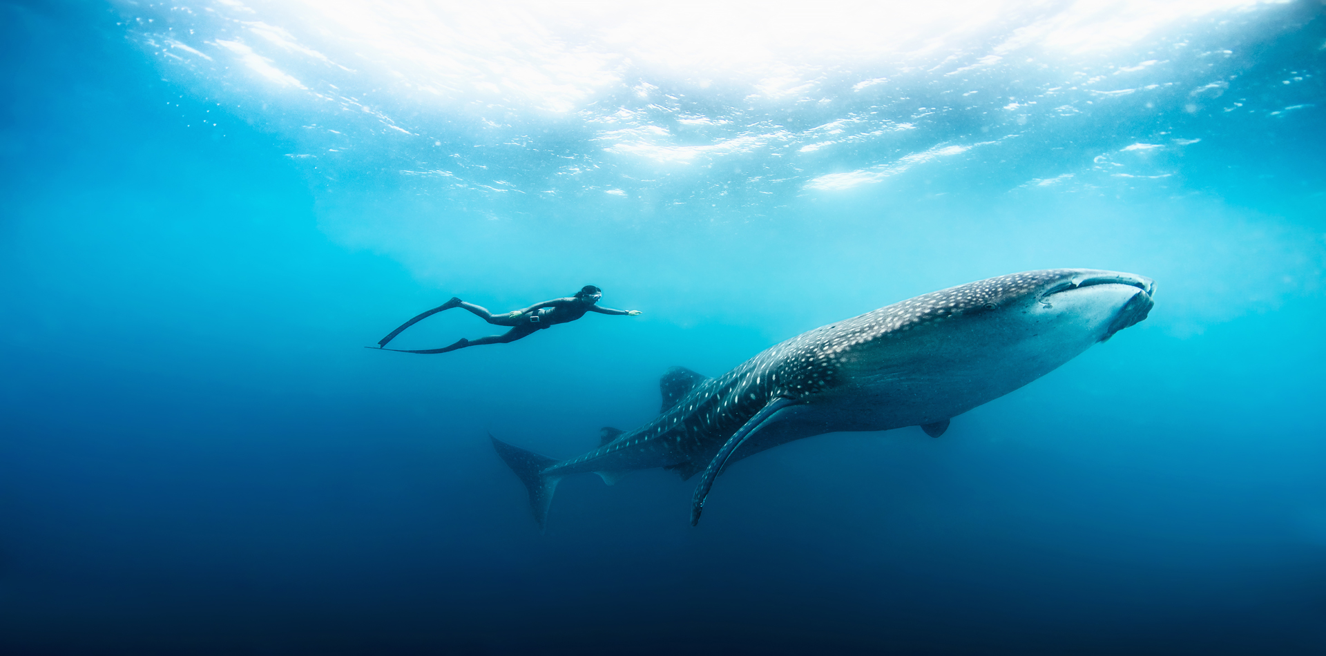 whale shark diving underwater free diver