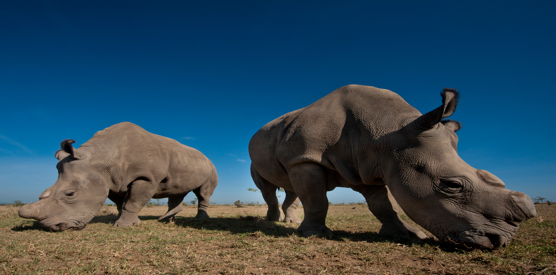rhino conservation olpejeta conservancy