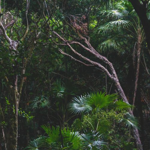 rainforest environment jungle trees