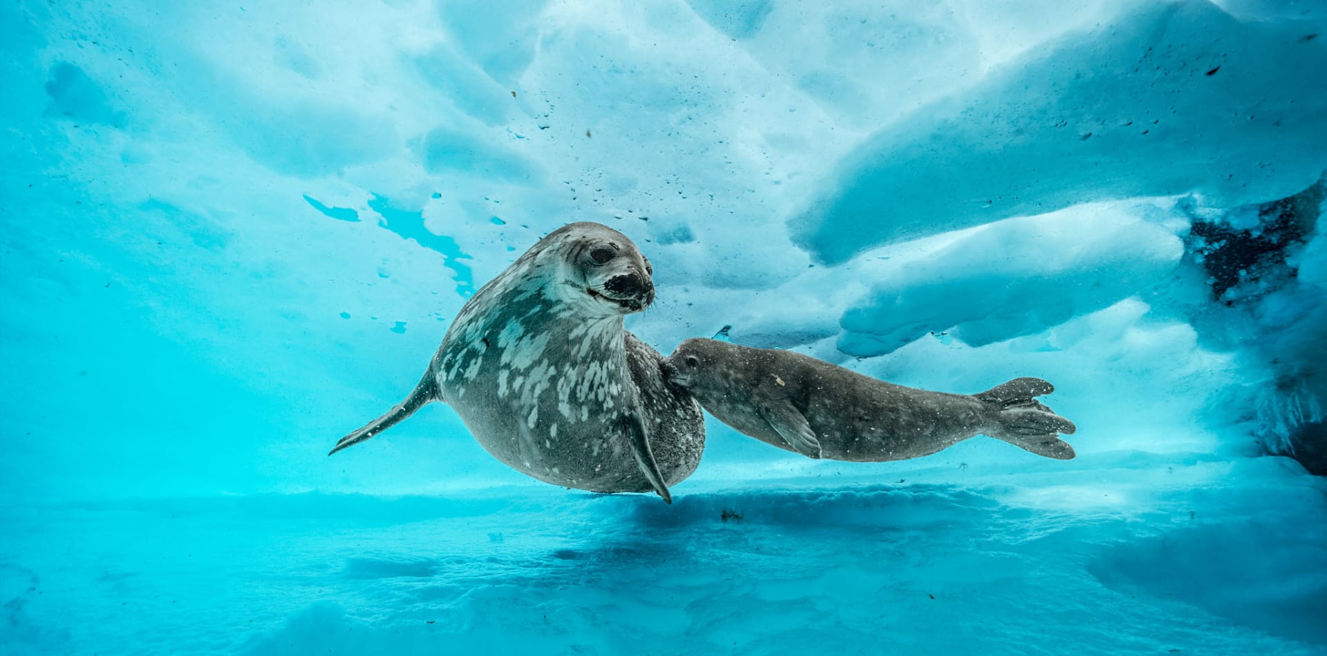 antarctica seals underwater