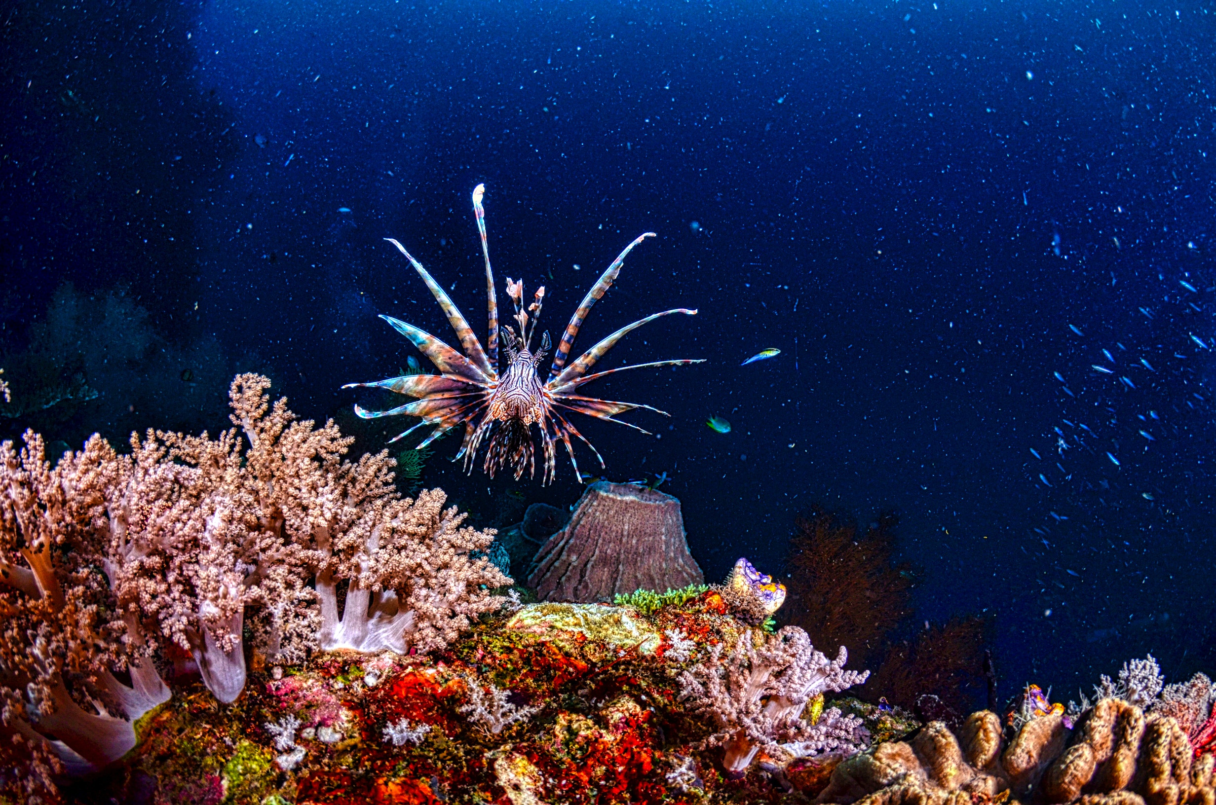 fish underwater coral reefscape