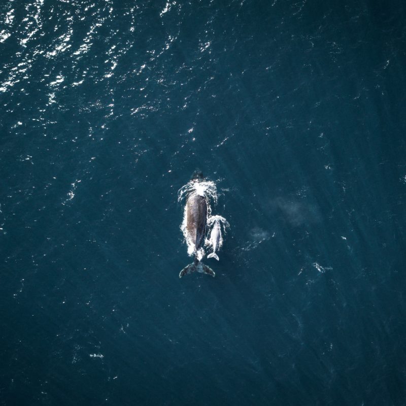 aerial view whales swimming