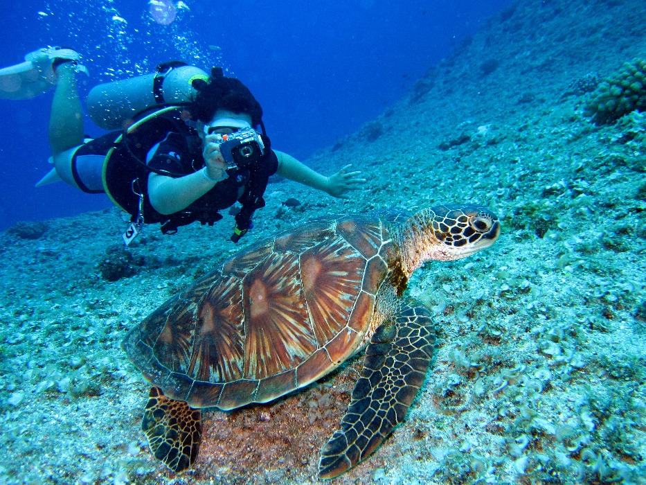 coral turtle underwater green diver reef photography underwater