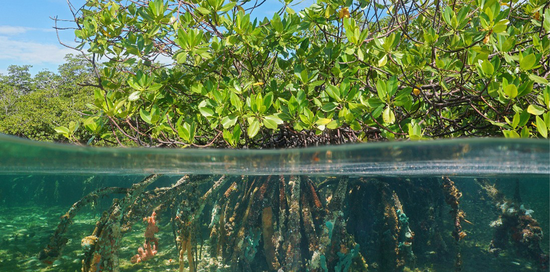 underwater mangrove forest