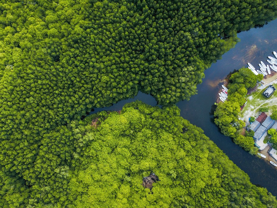 forest lembongan mangrove nusa
