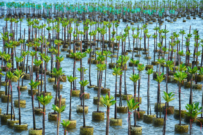 thailand seedlings mangrove restoration forest project
