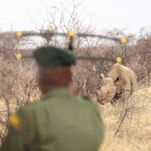 rhino tracking africa field ranger