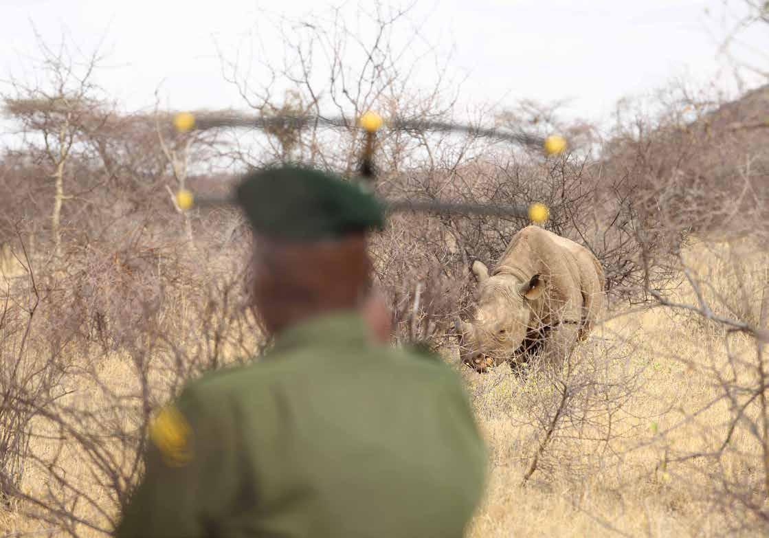 rhino tracking africa field ranger