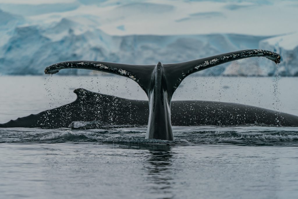 tail whale humpback Antartica feeding
