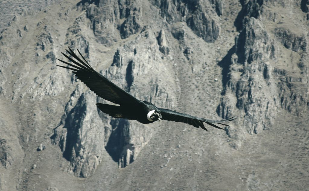 peru colca condor flight canyon