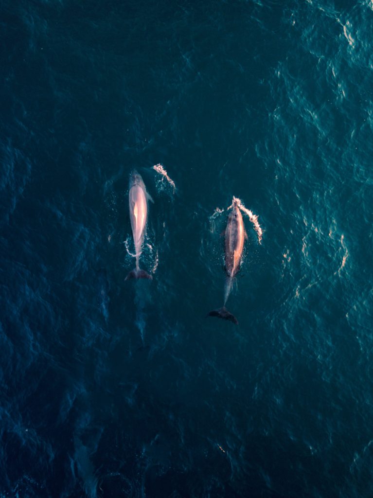 drone avalon dolphins nsw beach australia shot