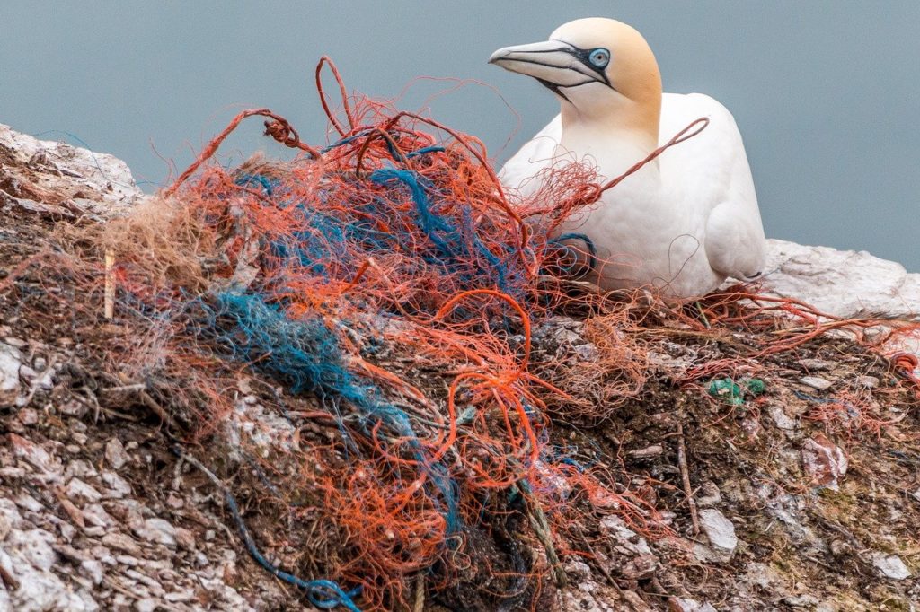 blue gannet bird netting red