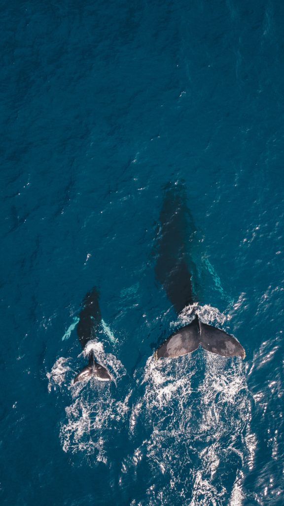 calf whale maui mother hawaii united states