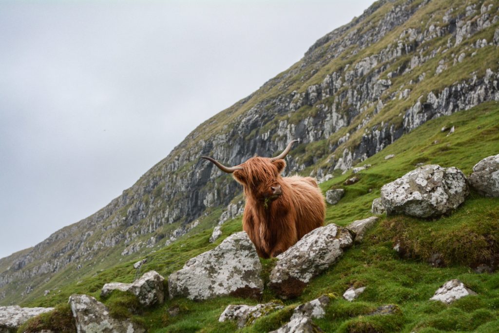 mountain scotland highland cow