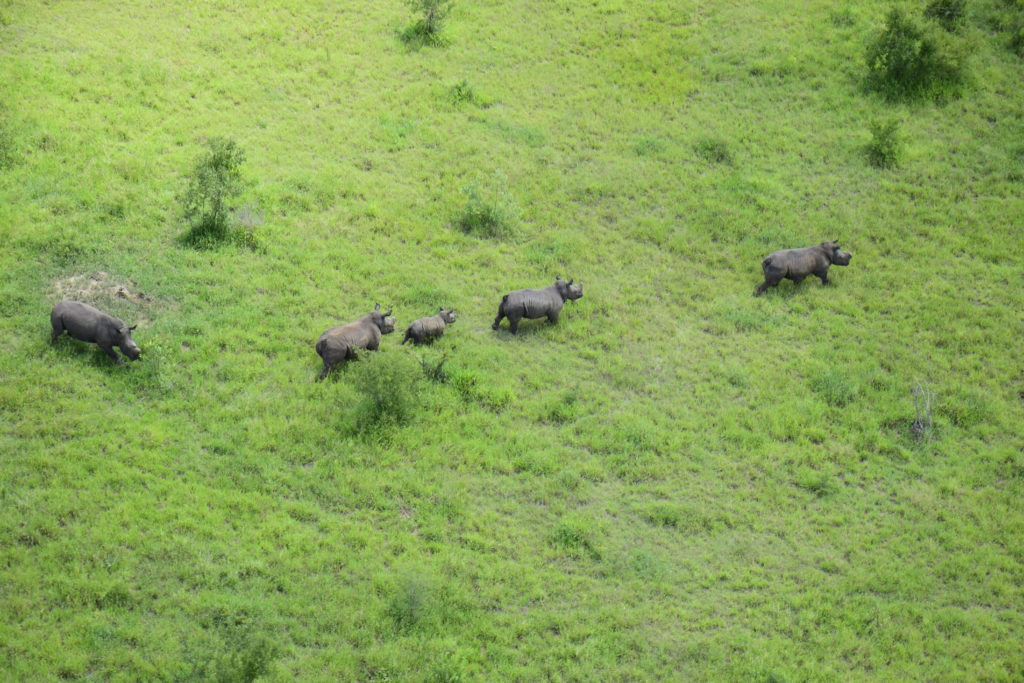 aerial rhinos transfrontier