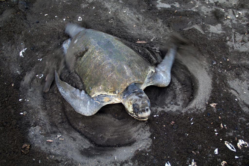 sea turtle nesting costa rica