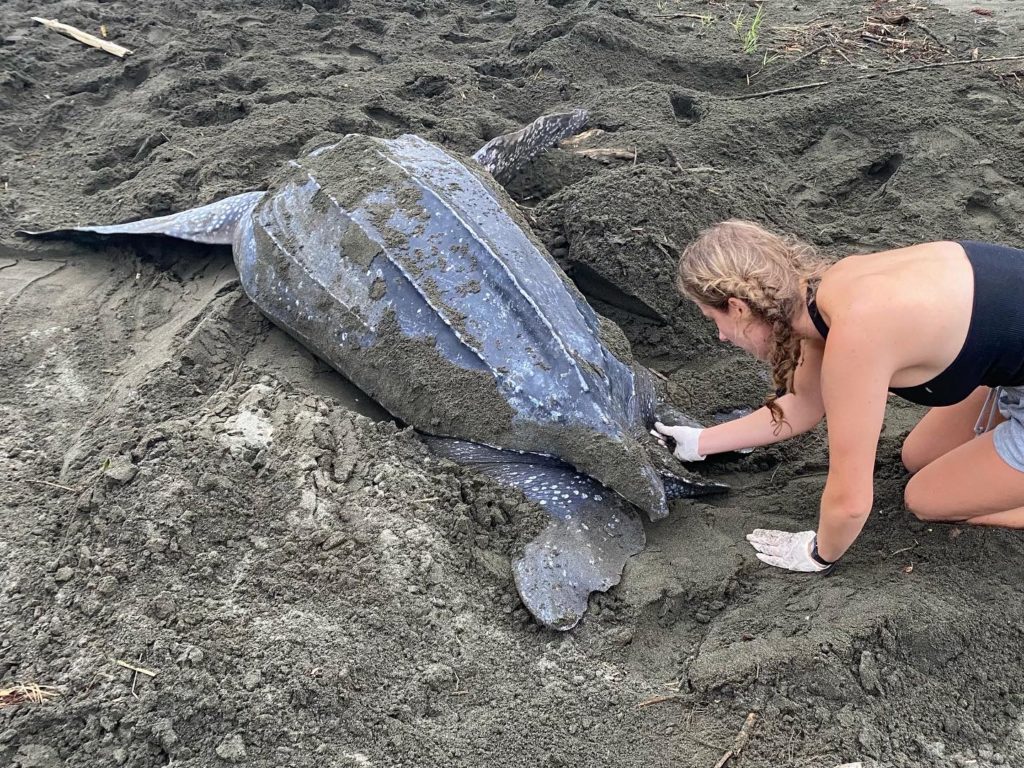 costa rica leatherback turtle kirsty