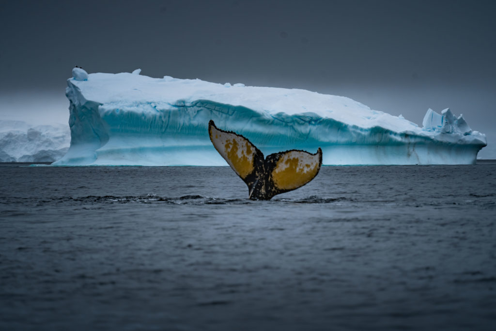 whale research antarctica