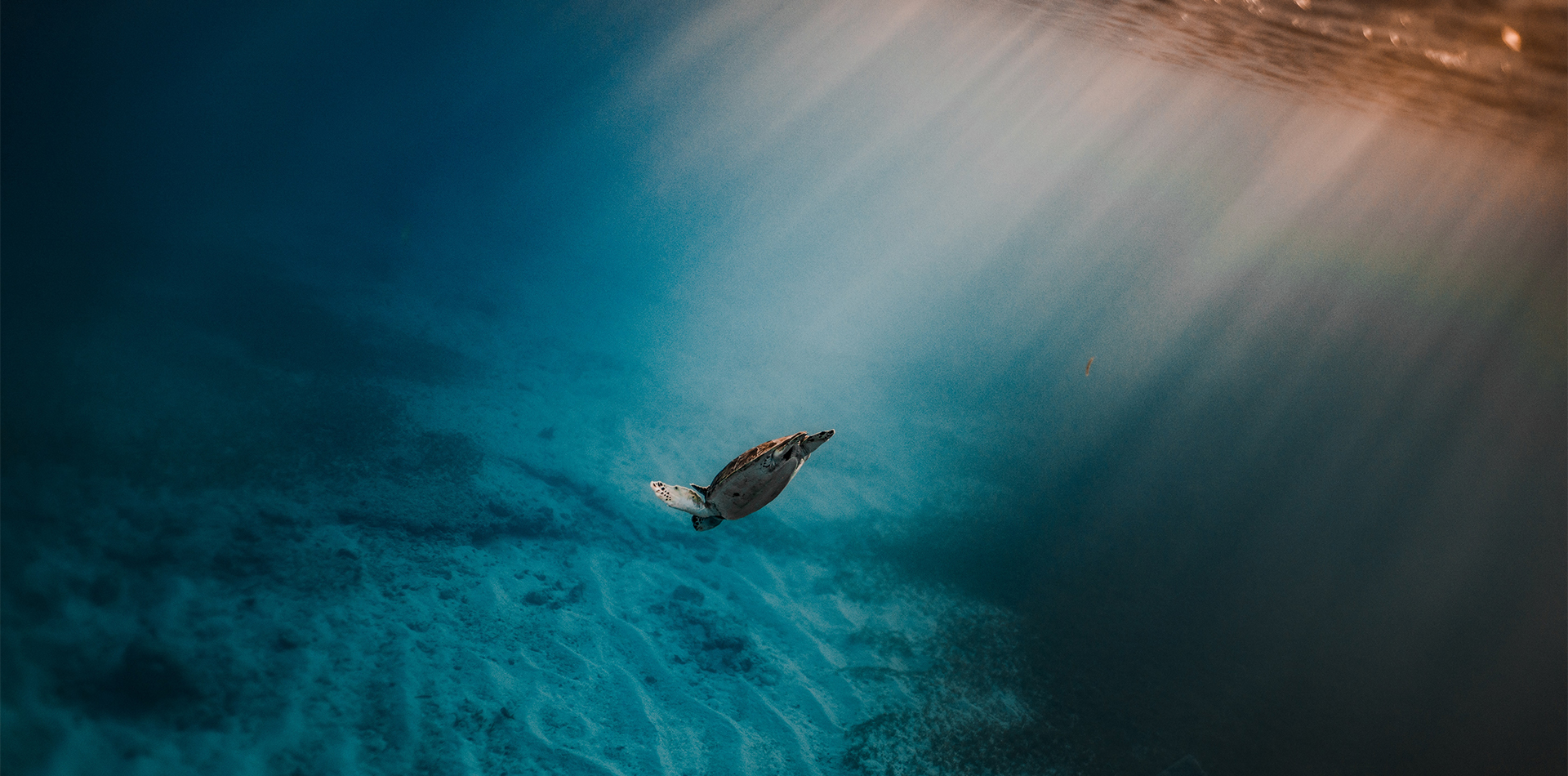 underwater diving sea turtle