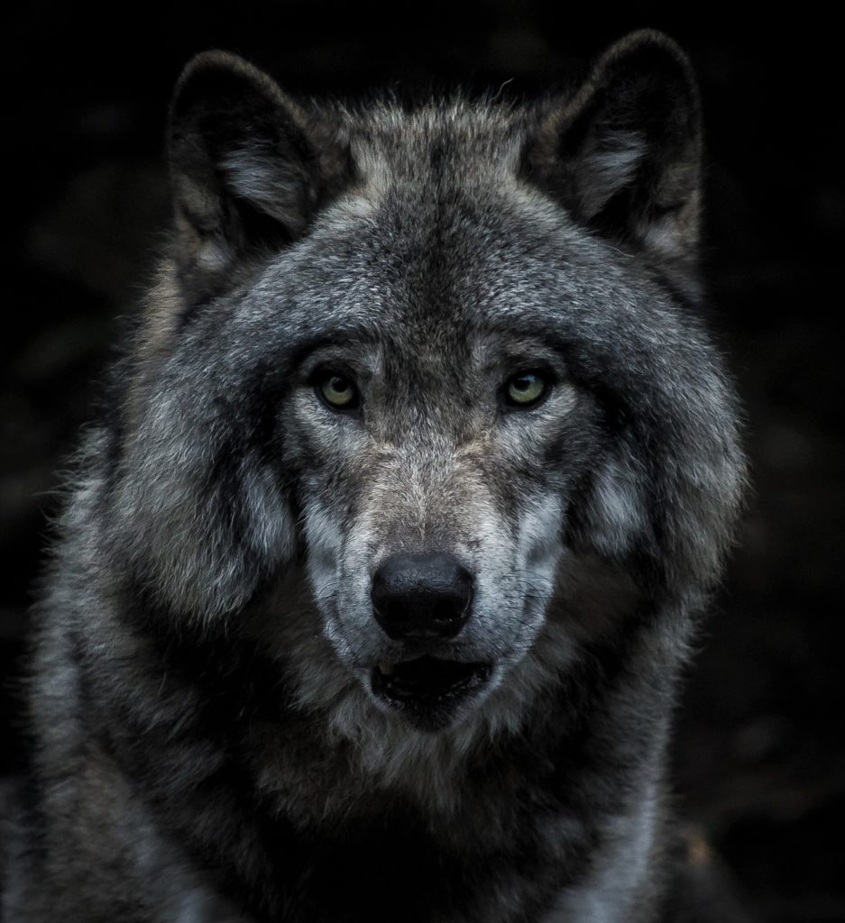 Canada wolf Montreal headshot Quebec