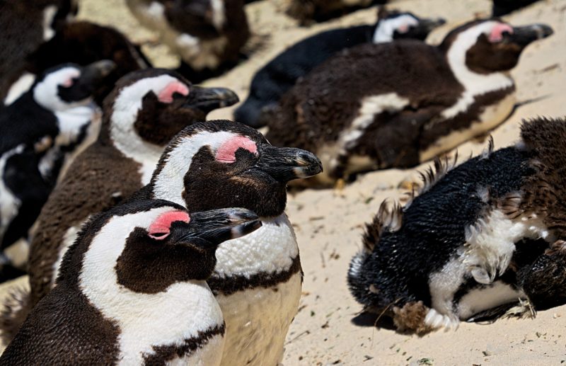 African penguins catching some sun at Boulder's Beach South Africa