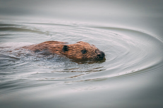 Close-up-of-bever-swimming