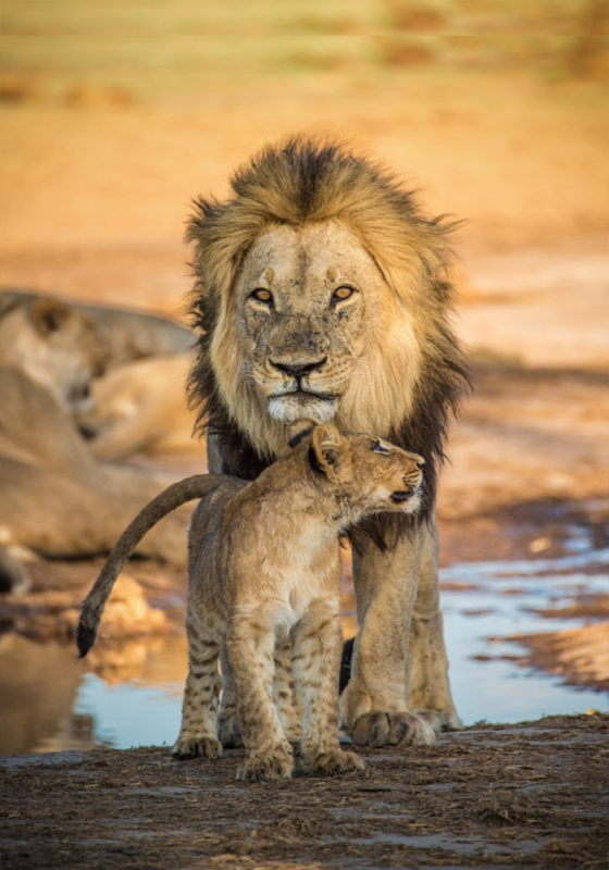 Botswana-male-lion-and-cub-waterhole