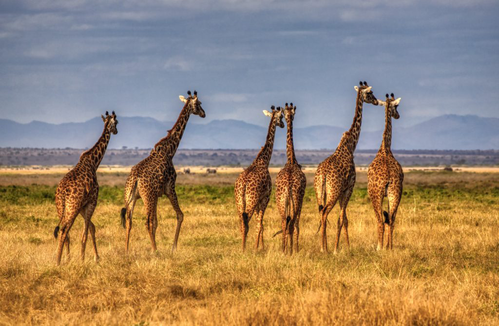 giraffes-savannah-kenya-