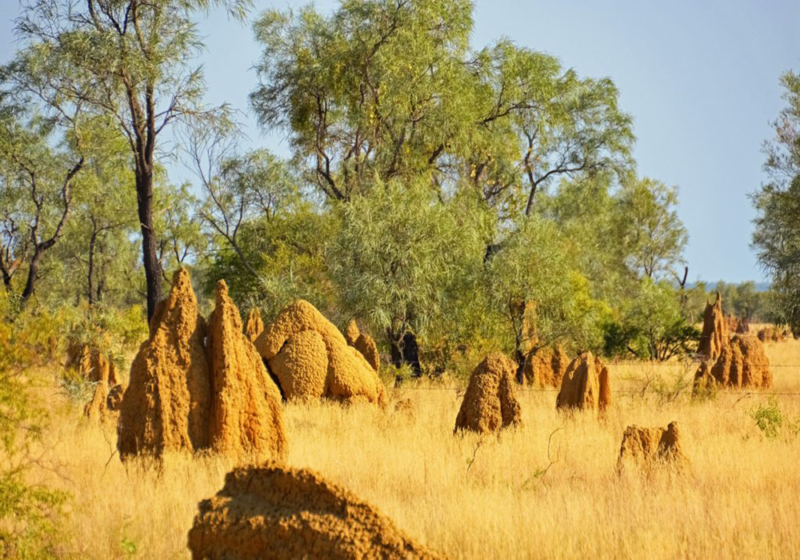 termite-mounds-savannah-australia-