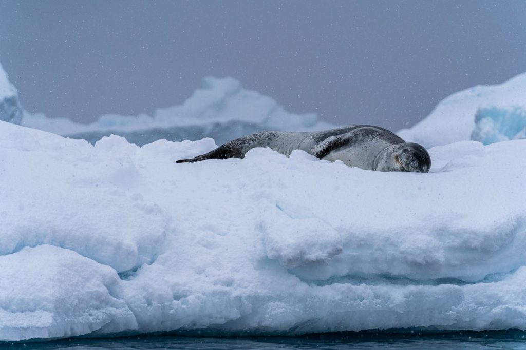 Seal-in-Antartica-Coldhouse