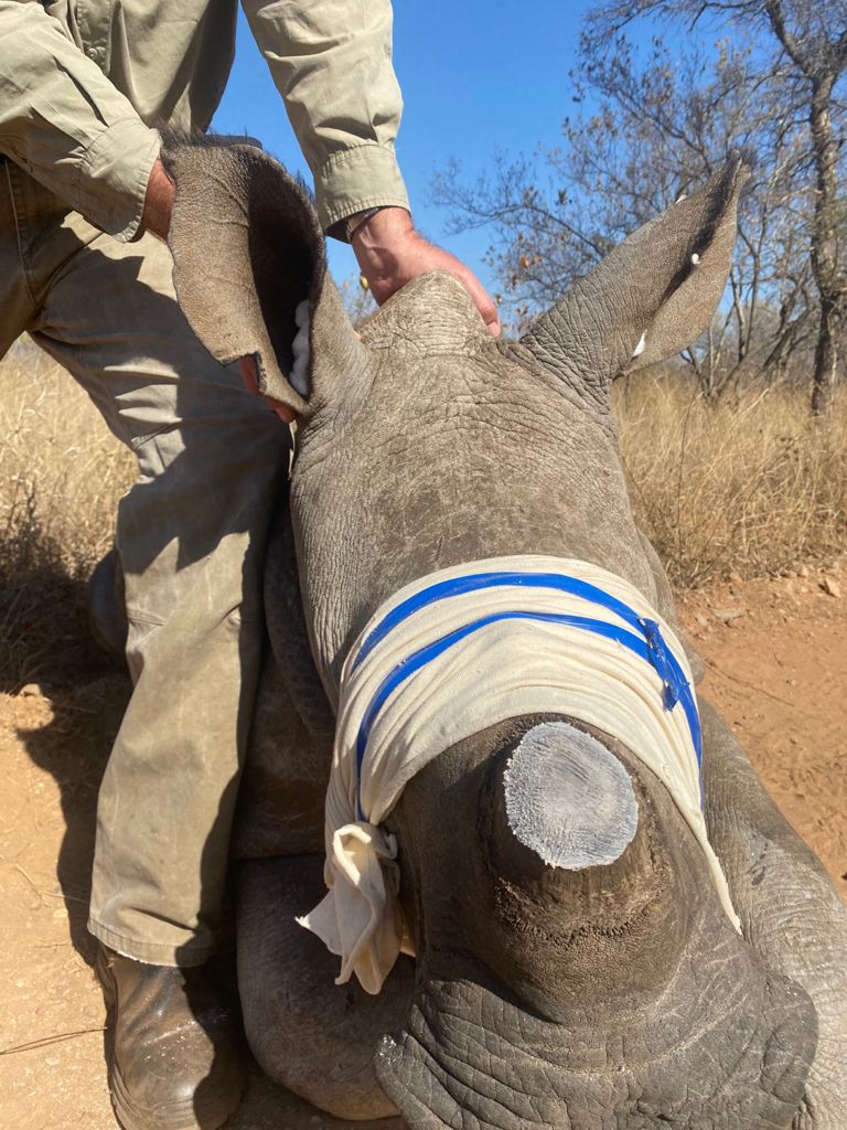 Dehorning rhino - Black Rhino Conservation Efforts