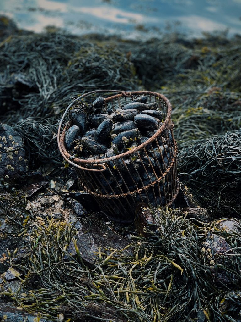 Basket of mussels