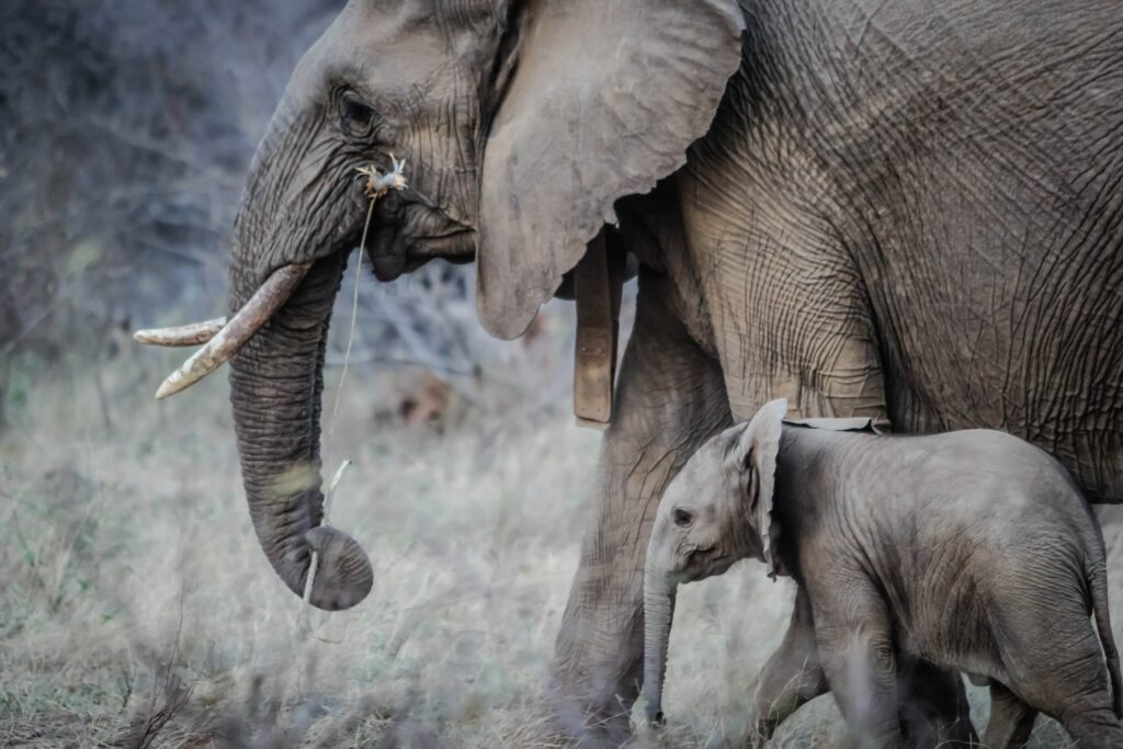 Elephants by casey-allen