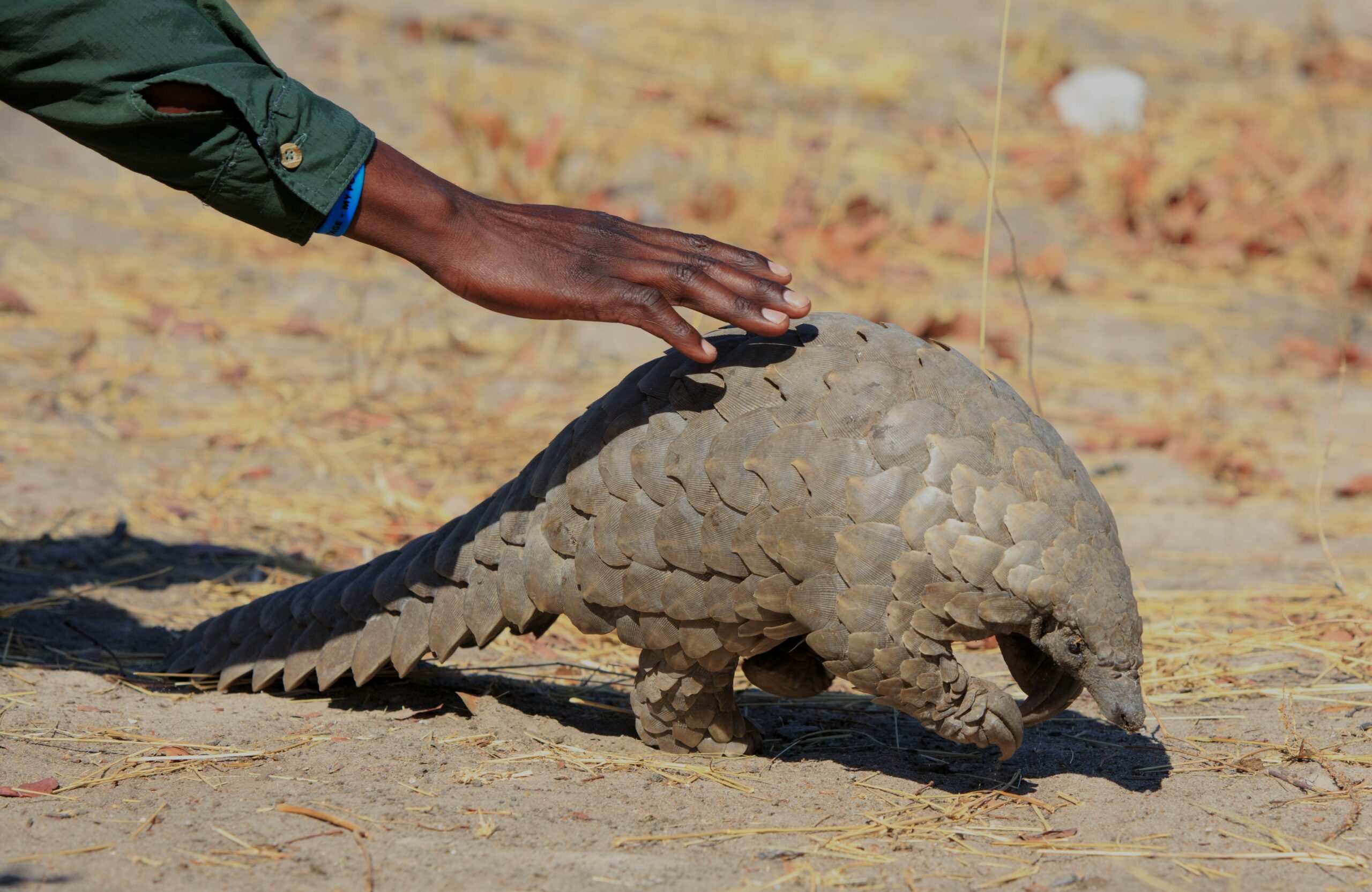 Protecting Pangolins in Southern Africa - Pelorus Foundation